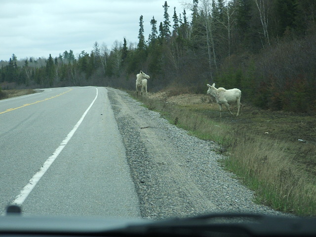 Two Albino Moose