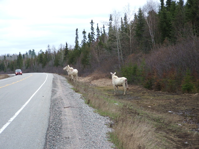 Two Albino Moose