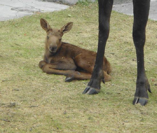 Baby Moose