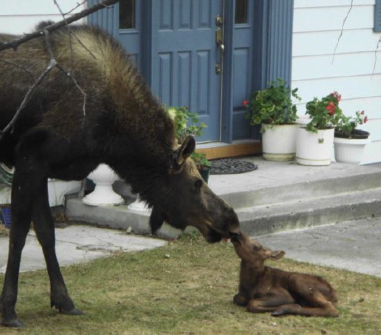 Momma and Baby Nose-To-Nose