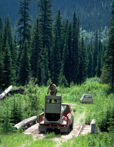 Releasing Bear