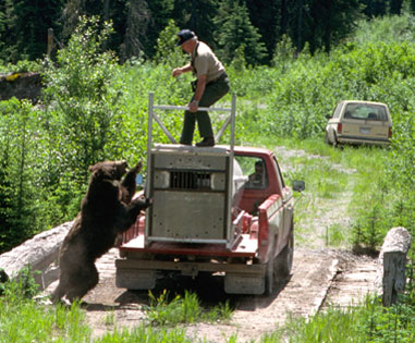 Bear Jumping up on Cage