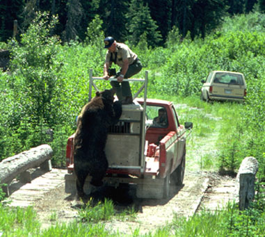 Bear biting at Rangers feet