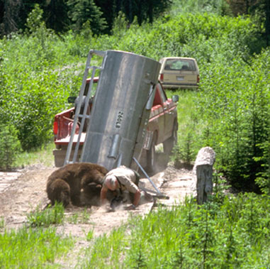 Bear attacking Ranger