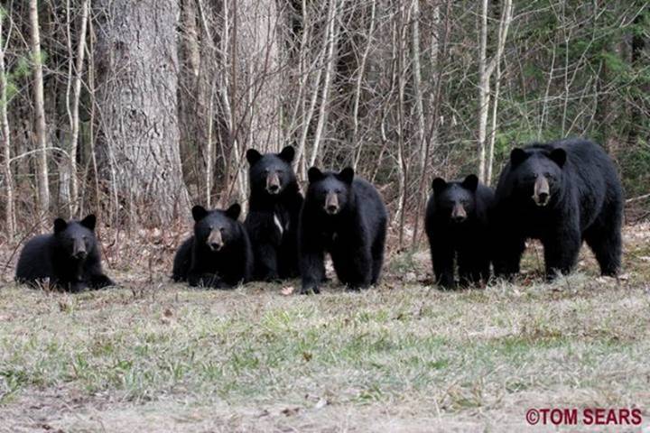 Black Bear Sow with five Cubs