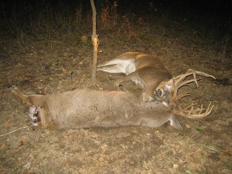 Deer locked together