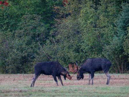 Two Bull Moose Fighting