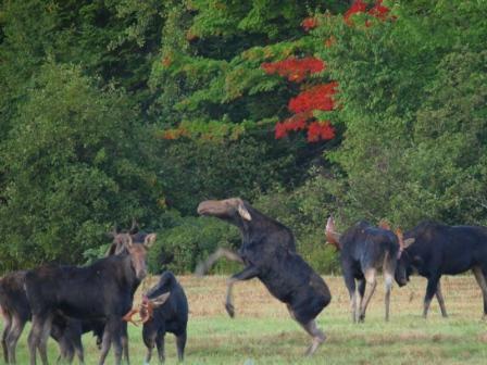 Cow Moose Playing