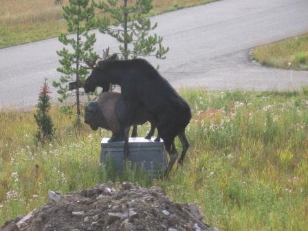 Moose and Statue