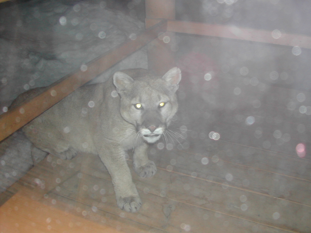 Cougar Climbing on Camp Deck