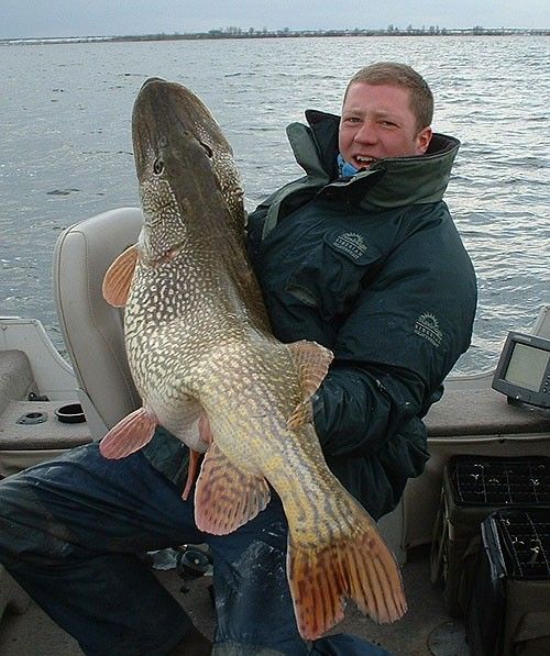 Large Pike