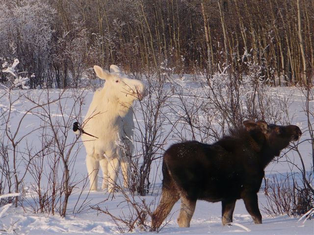 Albino Moose