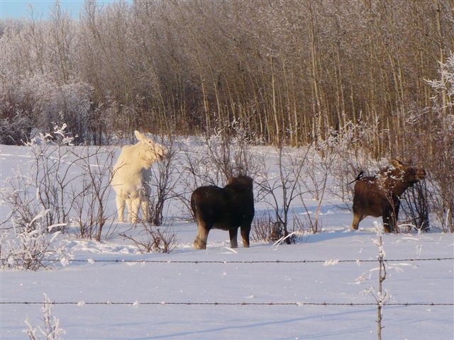 Albino Moose