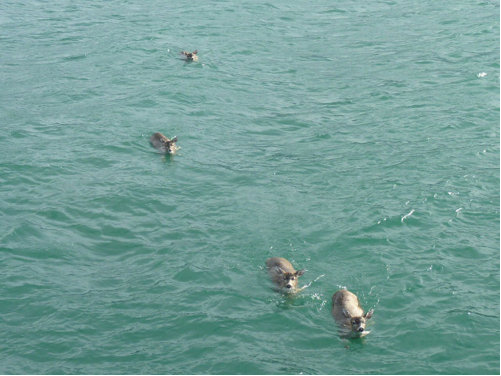 Swimming Sitka Deer