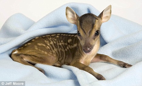 Tiny Deer