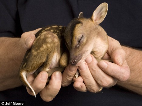 Tiny Deer